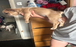 French Bulldog dogs for sale: French bull dogs  - Image 7