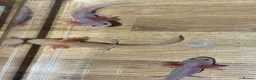 Axolotl reptiles for sale: Axolotl Jeuveniles  - Advert 7