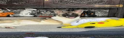 Akita dogs for sale: pure bred female akita. and mally/husky(2years old - Advert 15