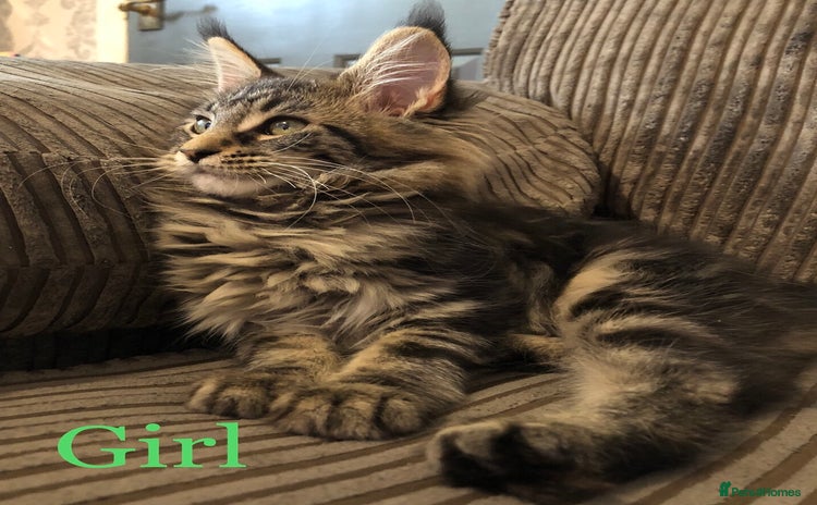 Maine Coon cats - Advert 12