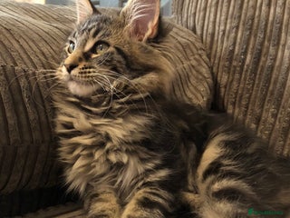 Maine Coon cats - Advert 8