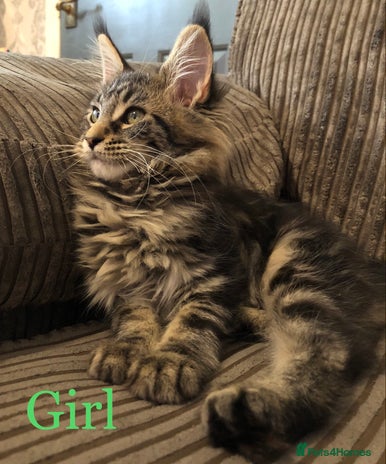 Maine Coon cats - Advert 12