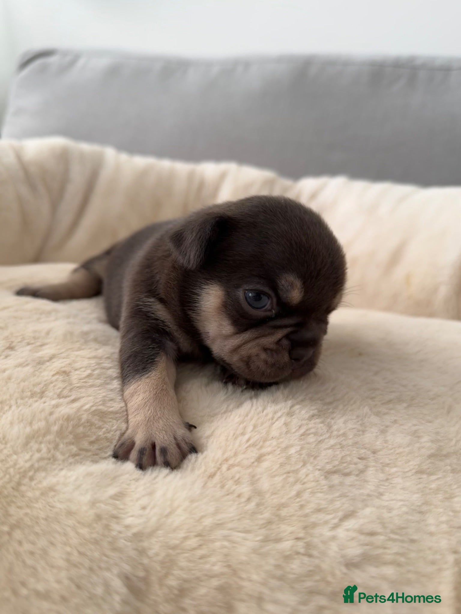 French Bulldog dogs Outstanding French Bulldog puppies  - Advert 1