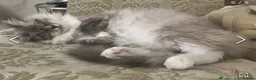 Ragdoll cats for sale: Ragdoll kittens for sale in Glasgow - Advert 4