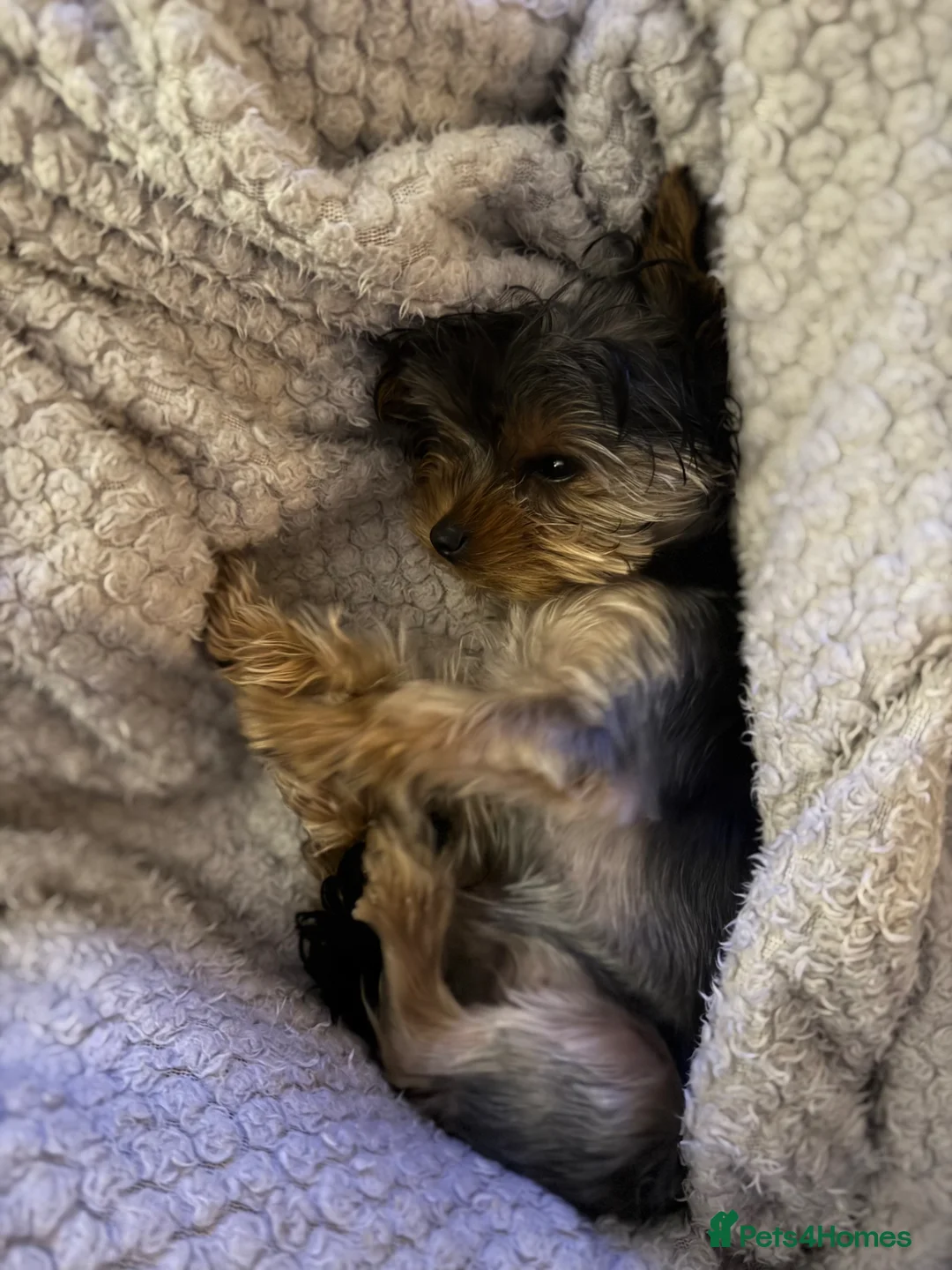 Yorkshire Terrier dogs for sale: 8 month old Yorkie - girl  in Ammanford - Advert 2