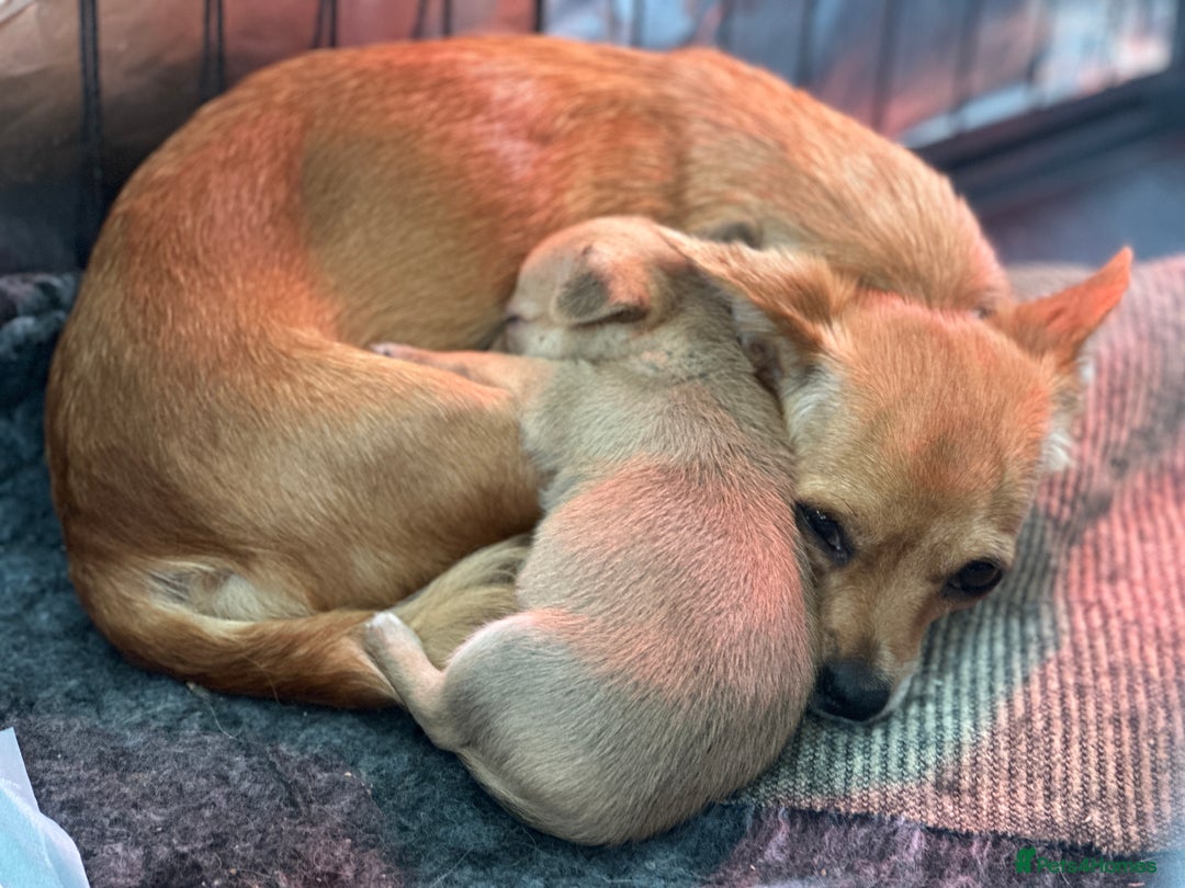 Chihuahua dogs for sale: Chihuahua X puppies  - Image 5