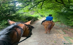 American Standardbred horses for sale: Bonnie ❤️🐴 - Image 11