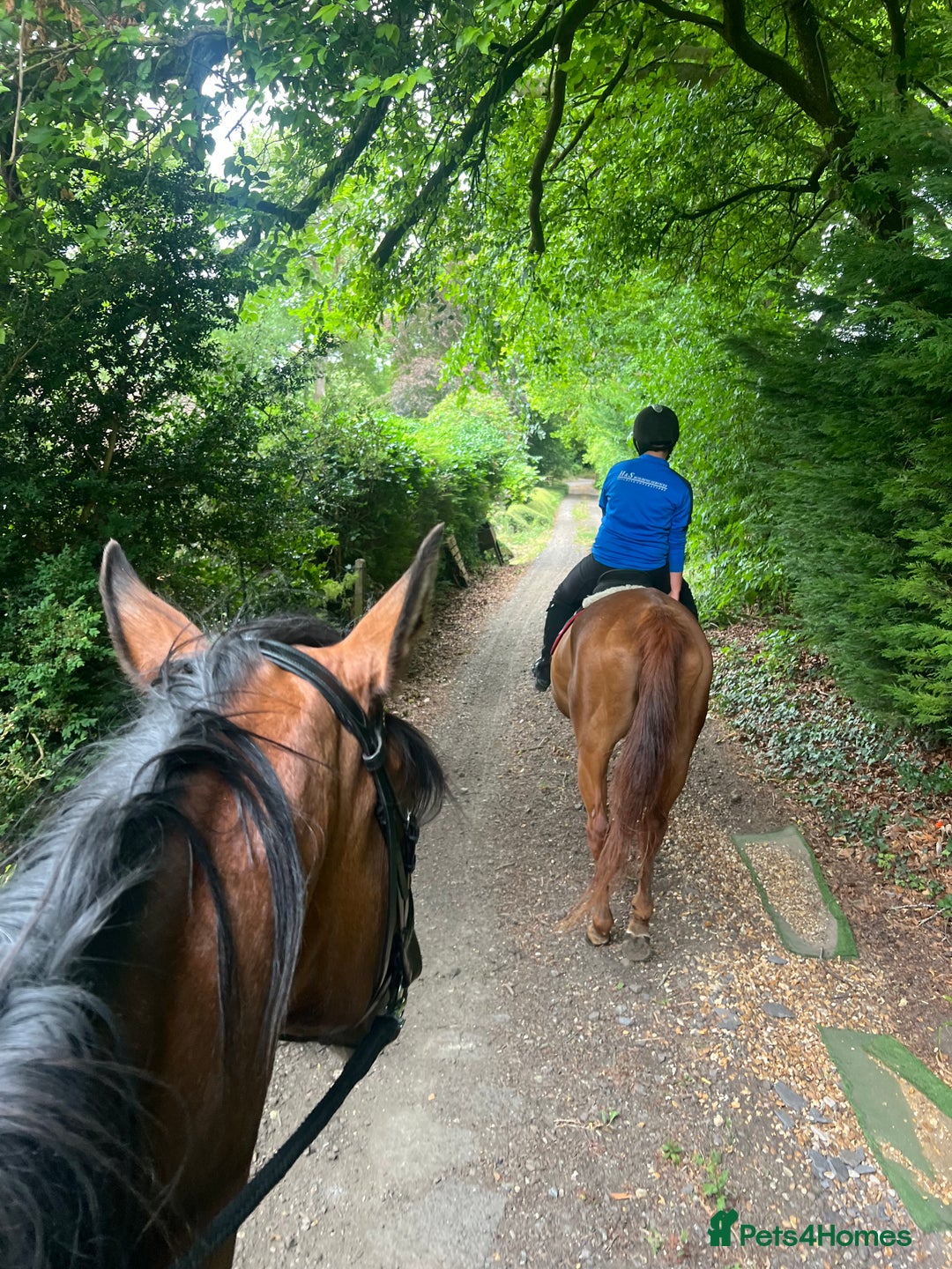 American Standardbred horses for sale: Bonnie ❤️🐴 - Image 11