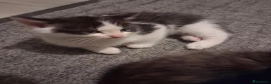 Ragdoll 2