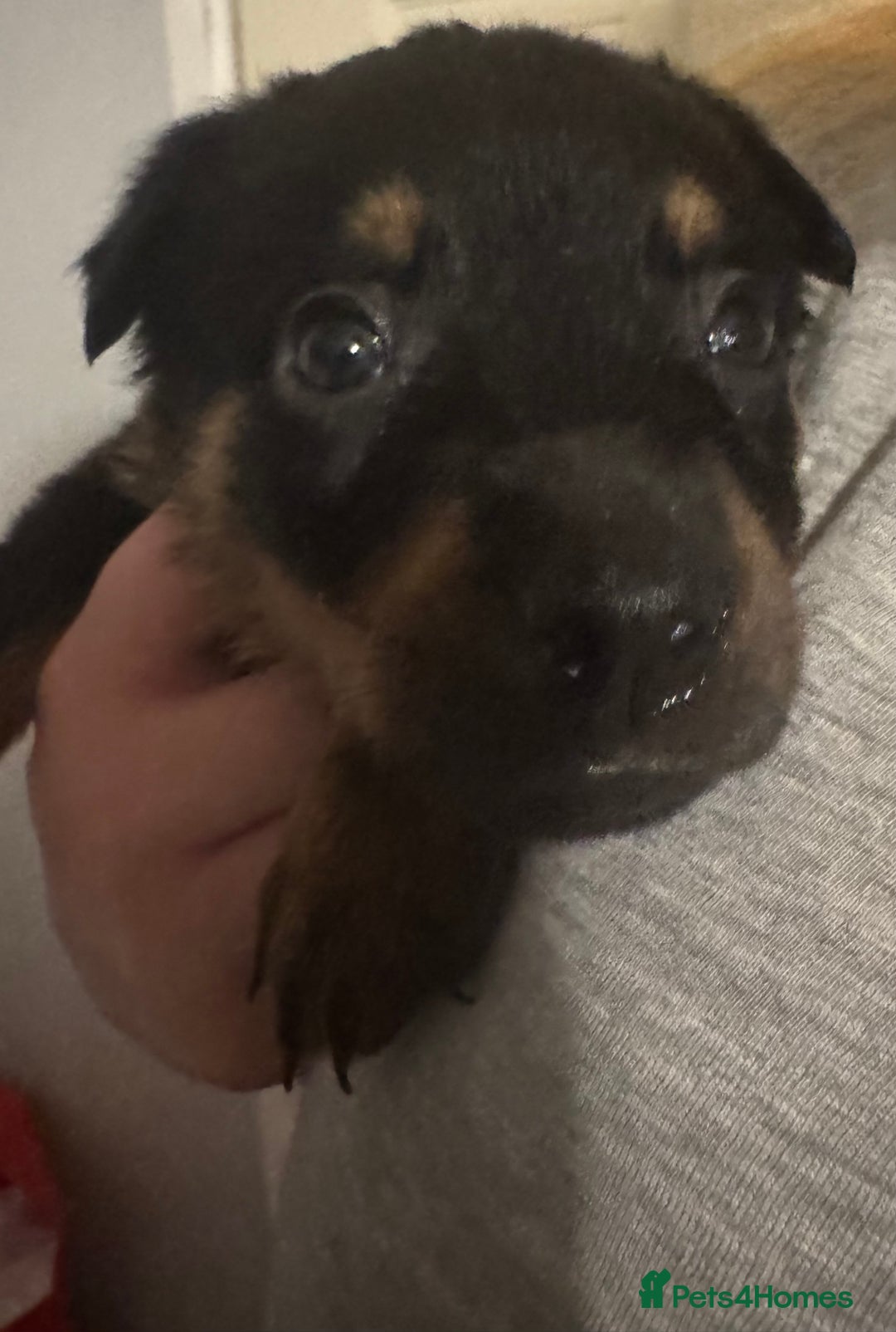 Rottweiler dogs for sale: 7 Rottweiler puppies available to loving homes - Advert 13