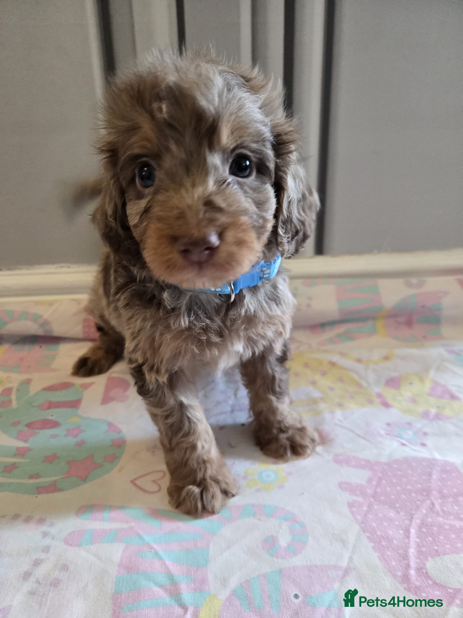 Cockapoo dogs Beautiful puppies - Advert 2