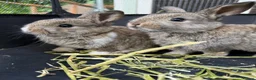 Mini Lop rabbits for sale: 🐰 Pure Bred Mini Lop Bunnies 🐰 - Advert 16
