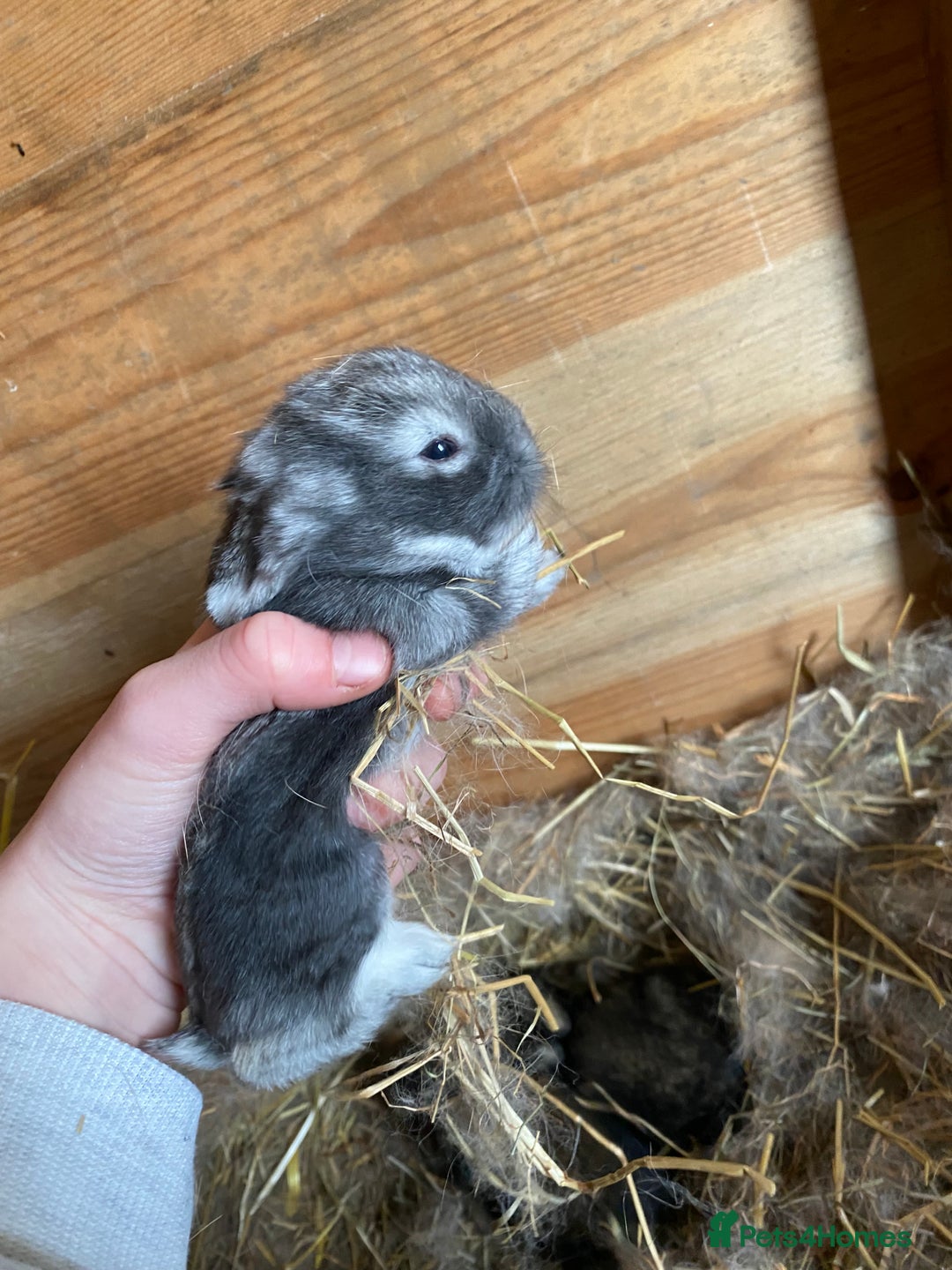 Lionhead rabbits for sale: Baby lion head  - Advert 7