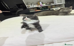 Ragdoll cats for sale: Ragdoll and Russian blue mix  - Image 3