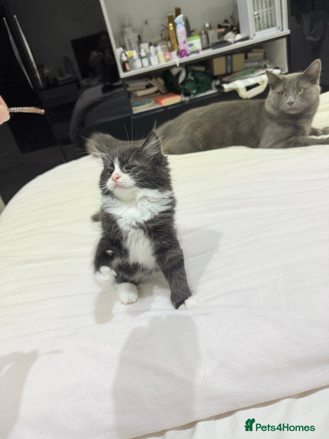 Ragdoll cats for sale: Ragdoll and Russian blue mix  - Image 3