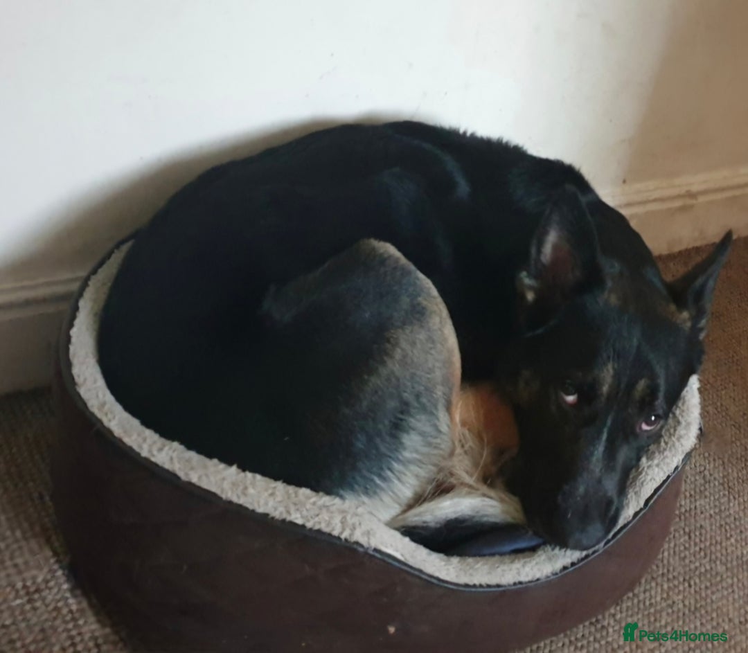 German Shepherd dogs for sale: Gsd x Rottweiler x Deerhound - Marley 💕 - Advert 15