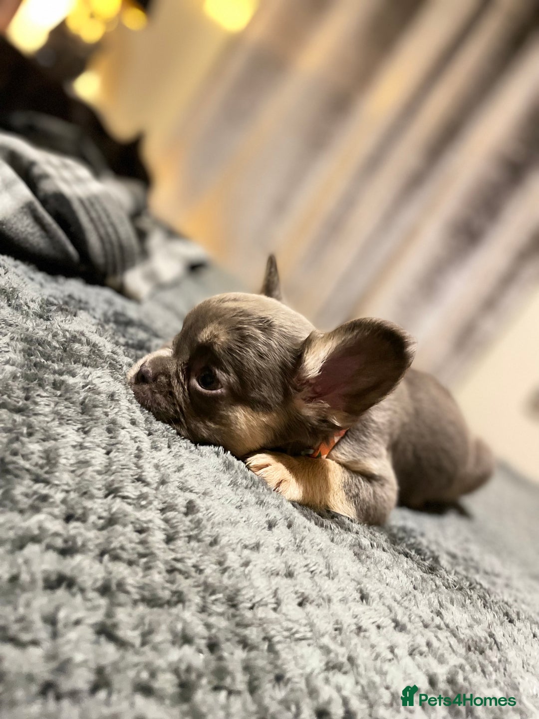 French Bulldog dogs for sale: Visual Fluffy Compact French Bulldogs 🩷🐶🐾 - Advert 28