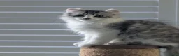 American Curl cats for sale: Beautiful, playful Rare American Curl Kittens - Advert 8