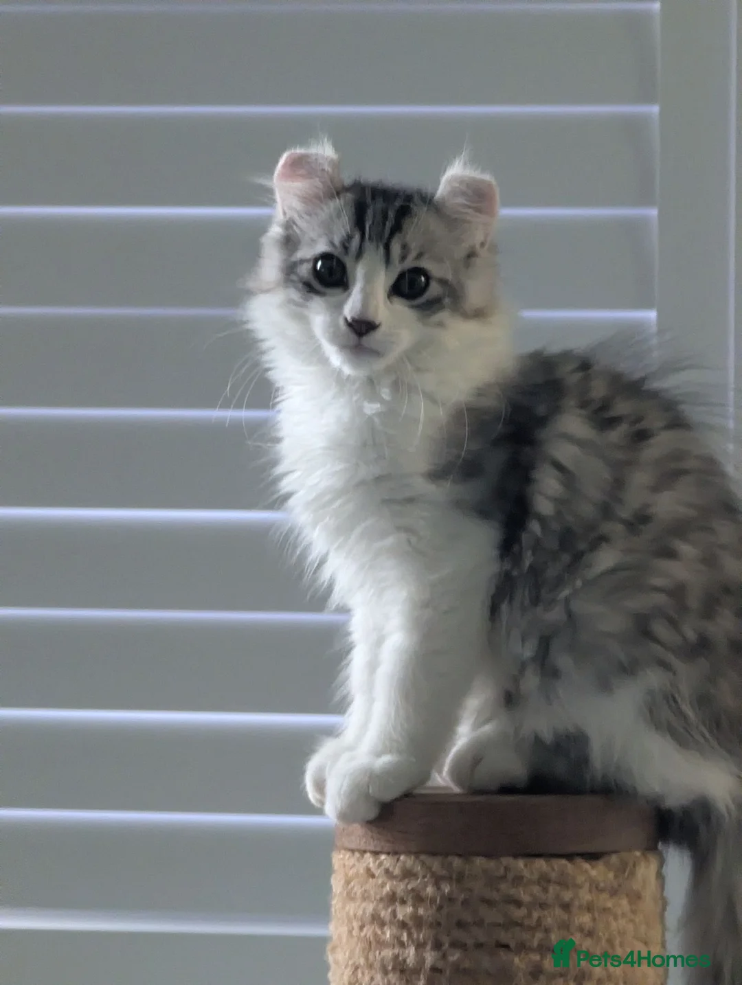 American Curl cats for sale: Beautiful, playful Rare American Curl Kittens - Advert 8