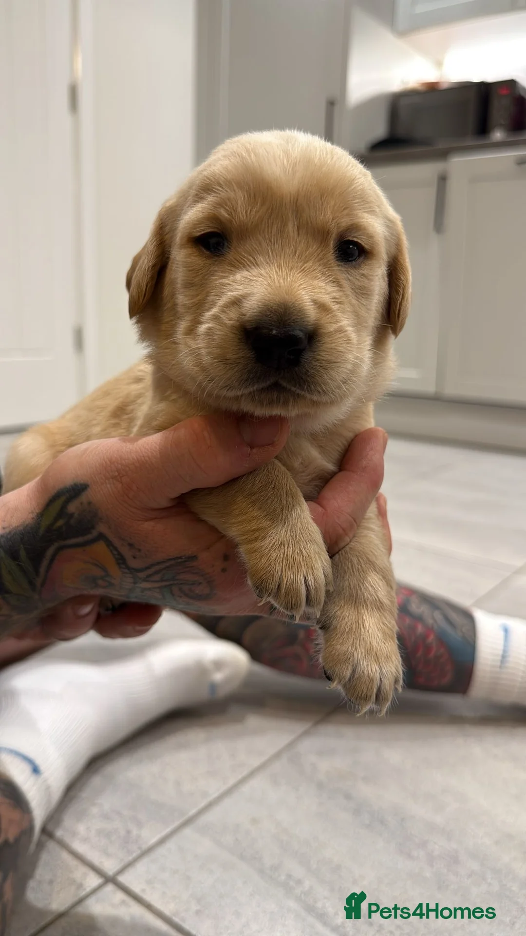 Goldador dogs for sale: Exceptional Goldadoor puppies! - Advert 10