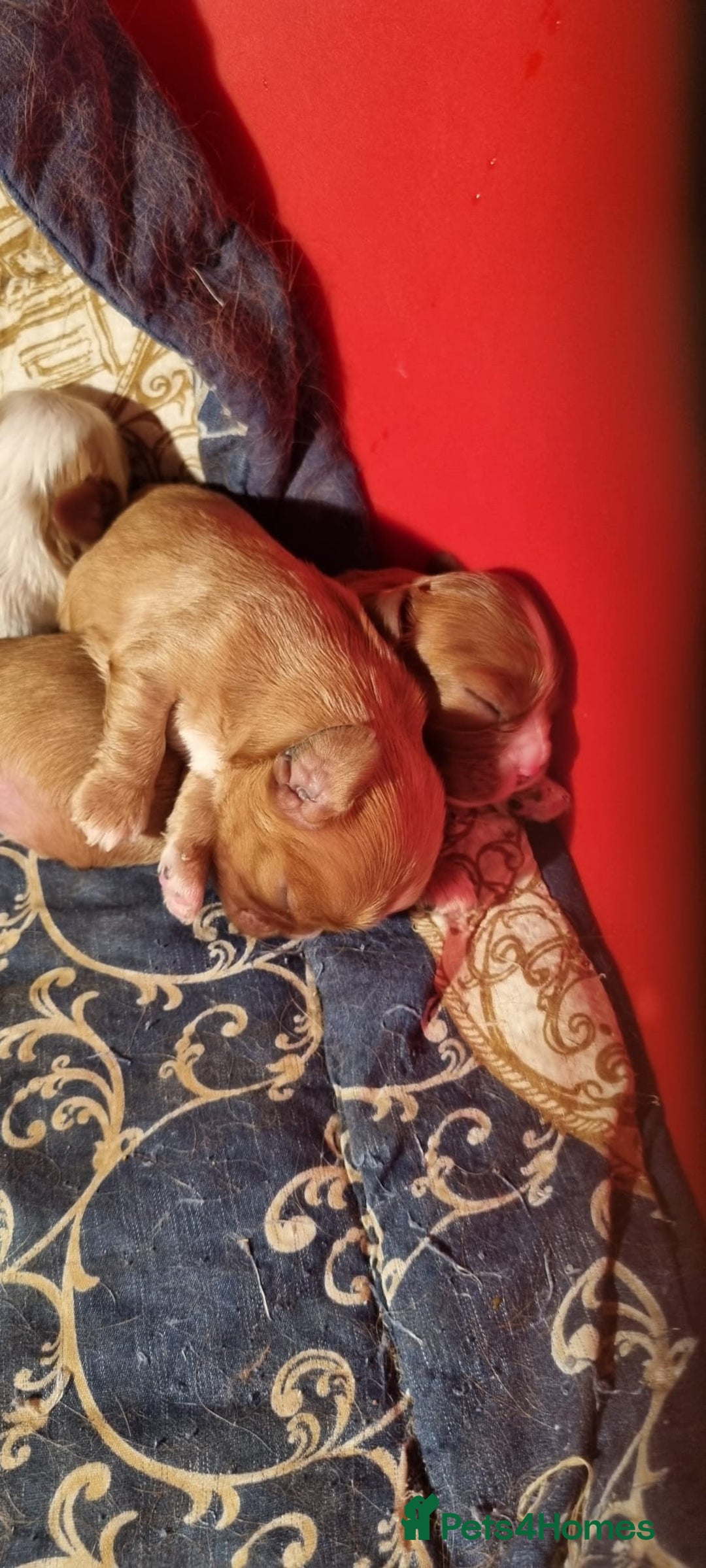 Cavalier King Charles Spaniel dogs for sale: Cavaliers King Charles spaniels - Image 5
