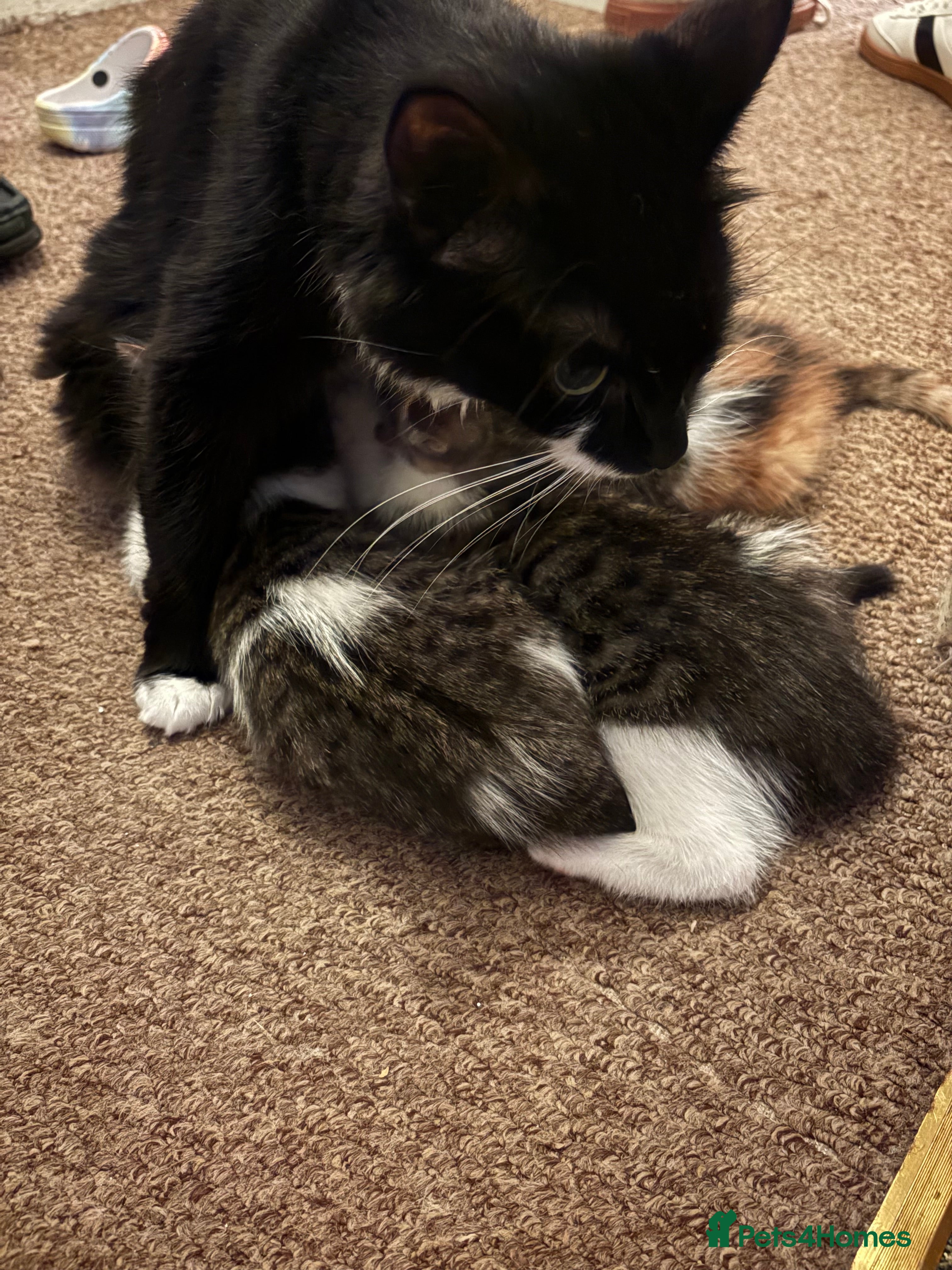 British Longhair cats Kittens Ready for sale - Advert 1