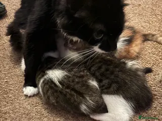 British Longhair cats Kittens Ready for sale - Advert 1