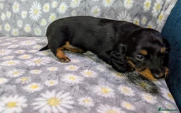 Miniature Dachshund dogs for sale: Mini Dachshund Puppies, Gorgeous Colours & Coats - Image 9