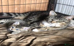 Mixed Breed cats for sale: Rescued feral farm kittens  - Image 20