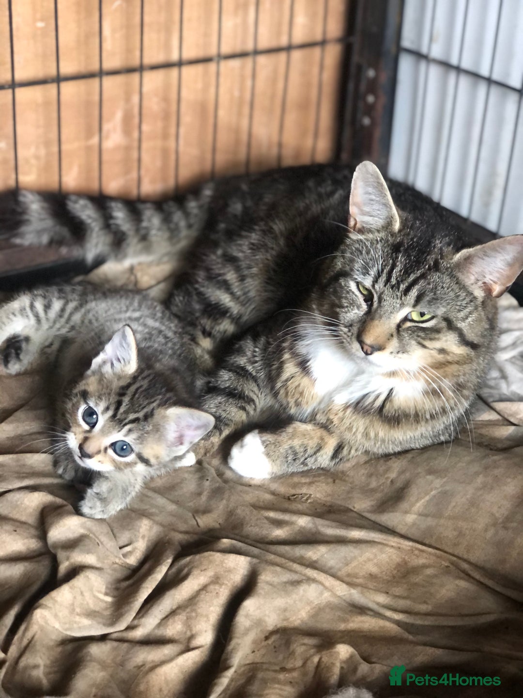 Mixed Breed cats for sale: Rescued feral farm kittens  - Image 20