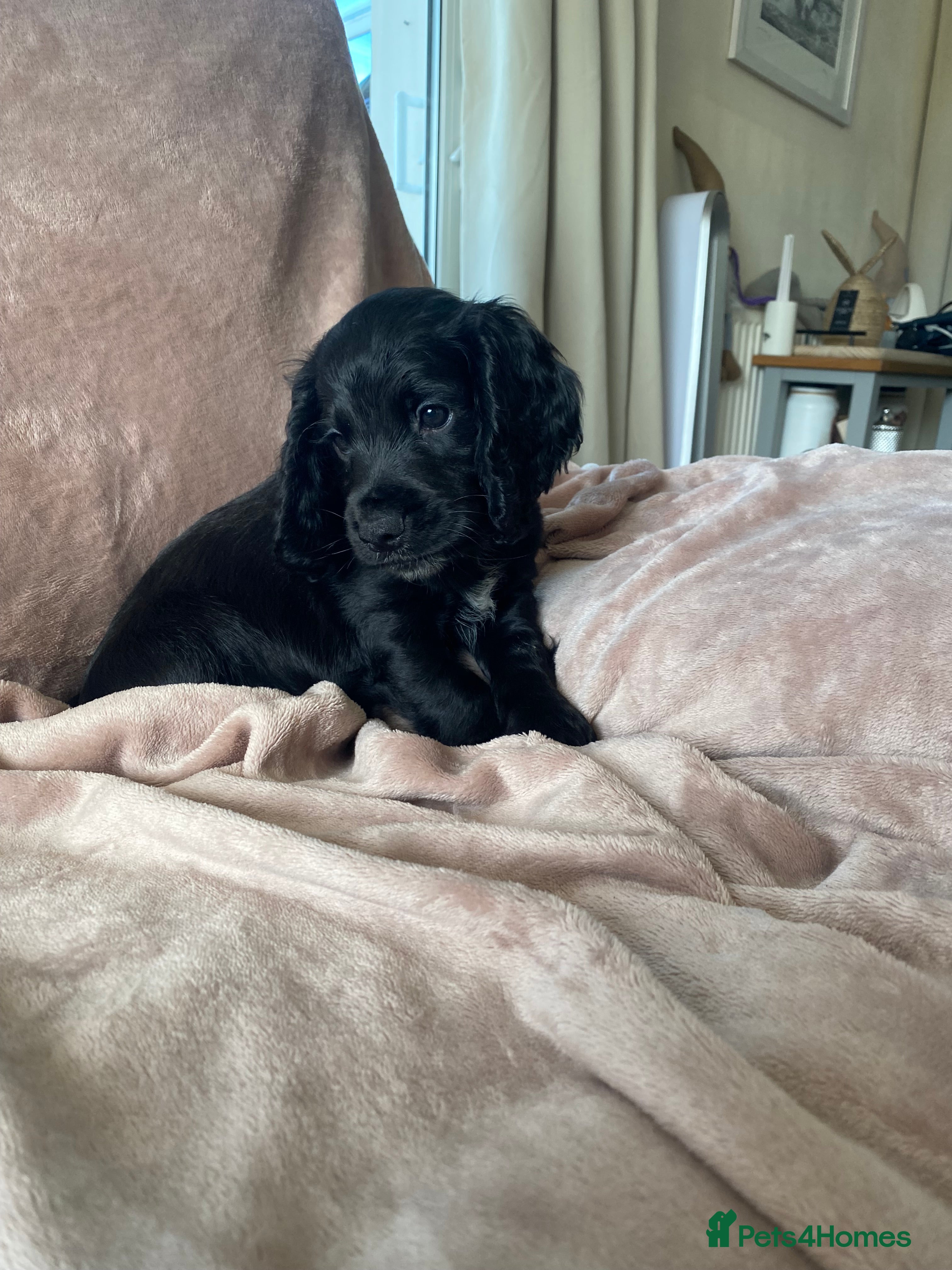 Cocker Spaniel dogs ✨💥Cocker spaniel puppies 💥✨ - Advert 5