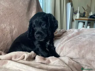 Cocker Spaniel dogs ✨💥Cocker spaniel puppies 💥✨ - Advert 5