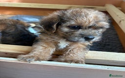 Mixed Breed dogs for sale: Boarder terrier cross Toy poodle - Image 5