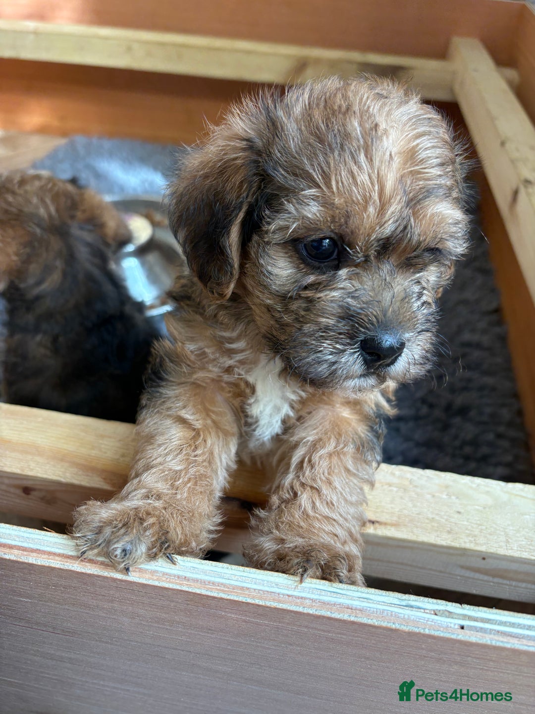 Mixed Breed dogs for sale: Boarder terrier cross Toy poodle - Image 5