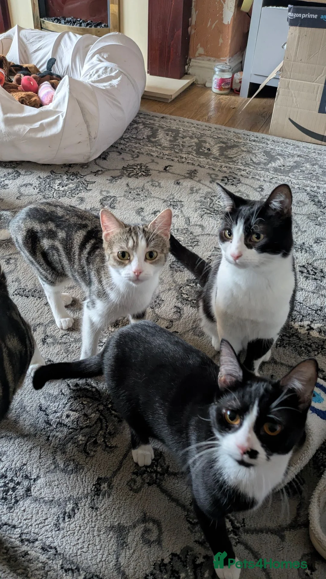 Mixed Breed cats for sale: 2 young female cats. Mother and daughter.  - Advert 1