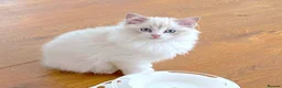 Ragdoll cats for sale: INDOOR GCCF REGISTERED RAGDOLL KITTENS - Advert 21