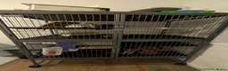 Chinchilla rodents for sale: Two female chinchillas with cage and accessories in Birmingham - Advert 2