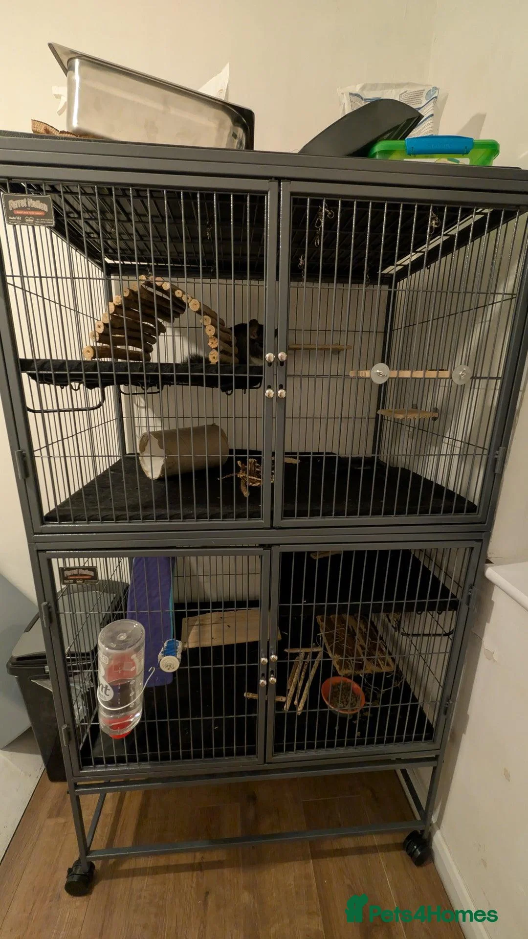 Chinchilla rodents for sale: Two female chinchillas with cage and accessories in Birmingham - Advert 2
