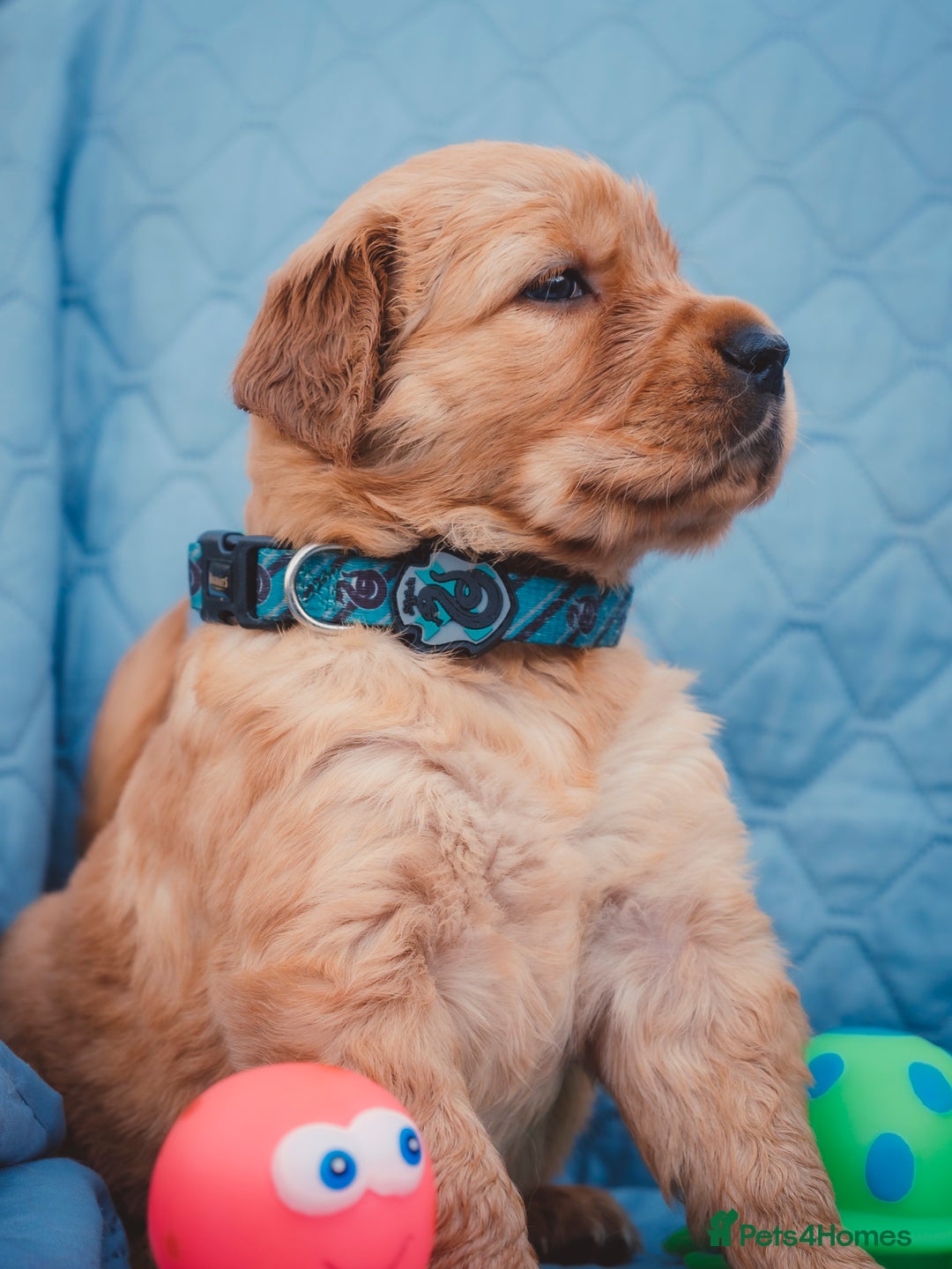 Golden Retriever dogs for sale: Golden Retriever Puppies KC Dad  - Image 34