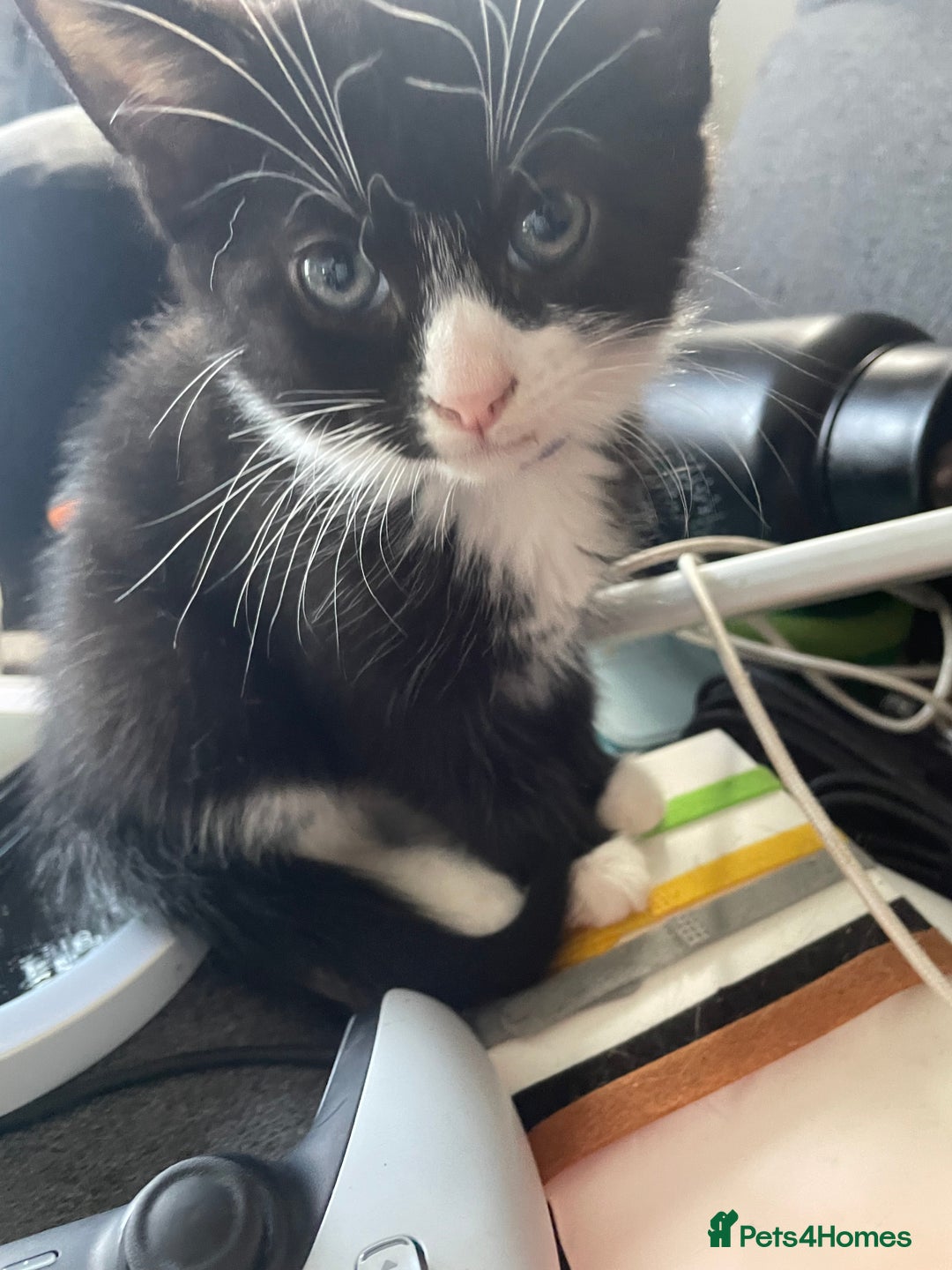 British Shorthair cats for sale: 6 Amazing kittens - 2 LEFT!! - Image 14