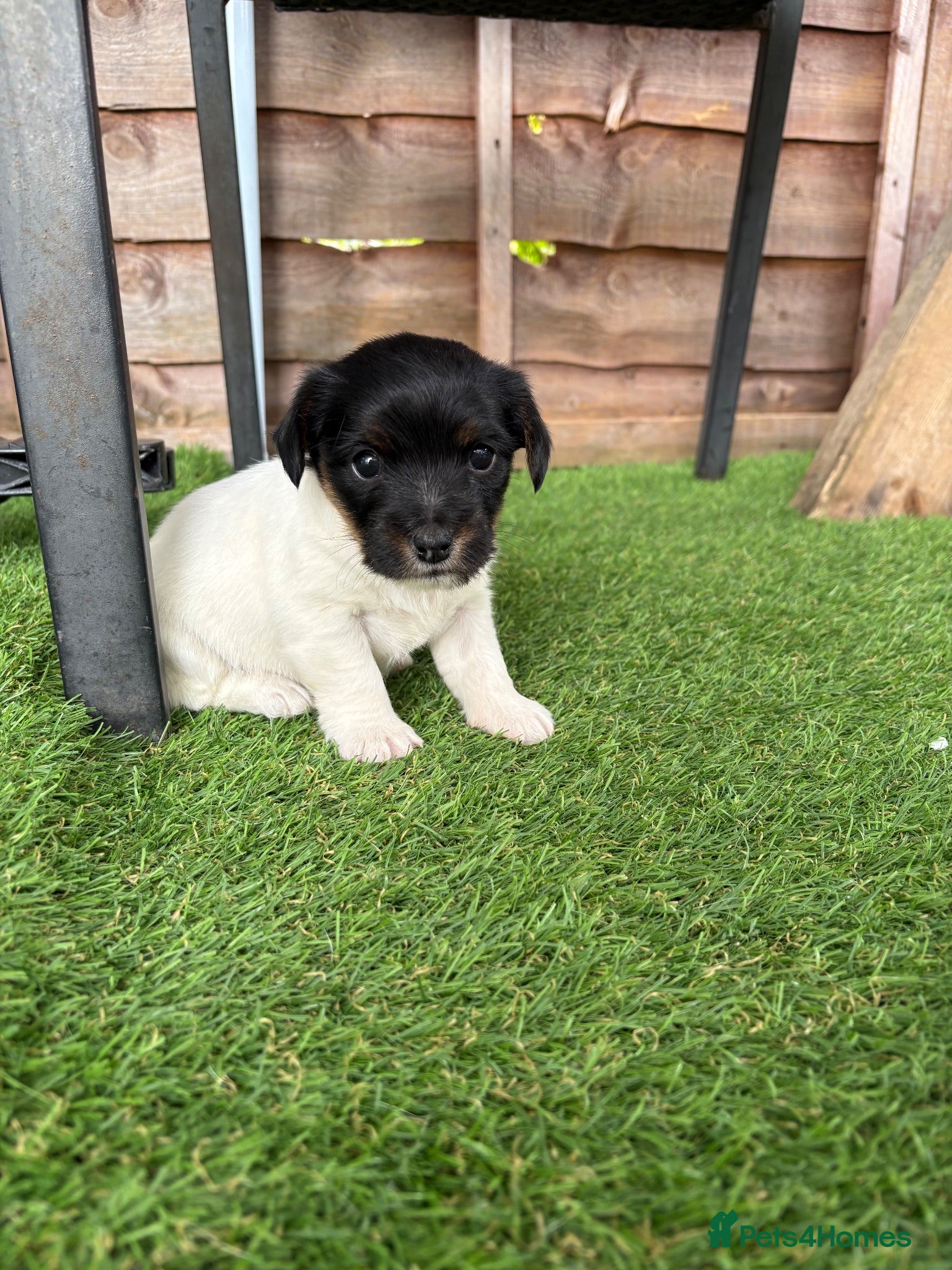 Mixed Breed dogs Sealyham x jack russel puppies - Advert 2