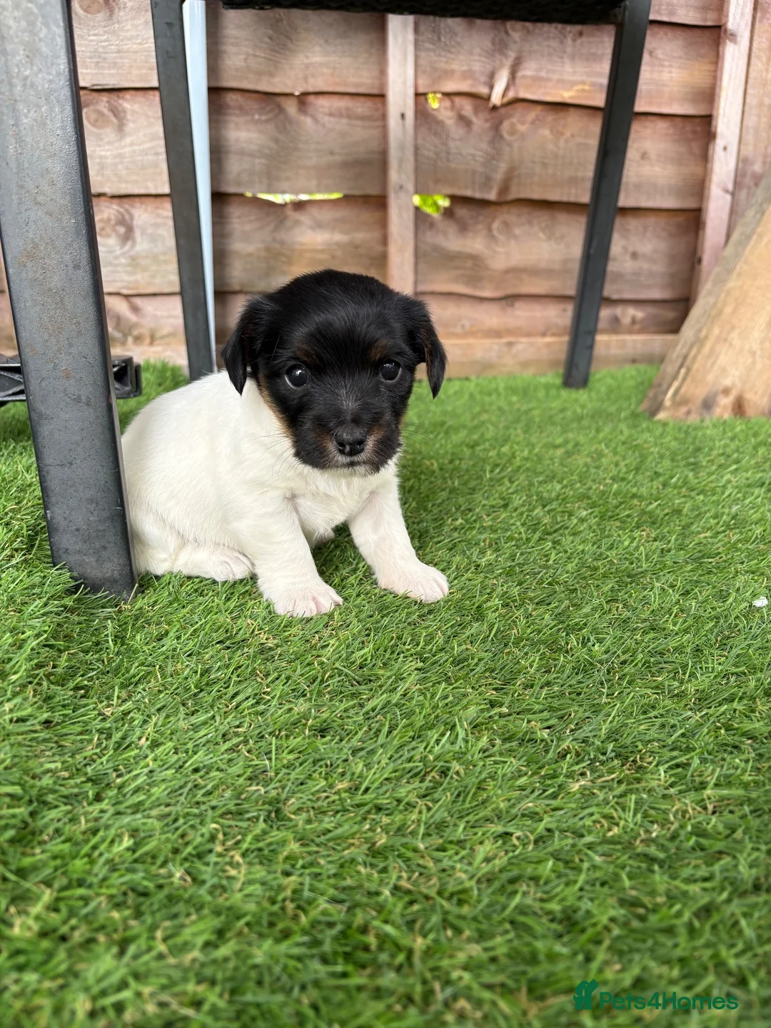 Mixed Breed dogs for sale: Sealyham x jack russel puppies - Advert 1