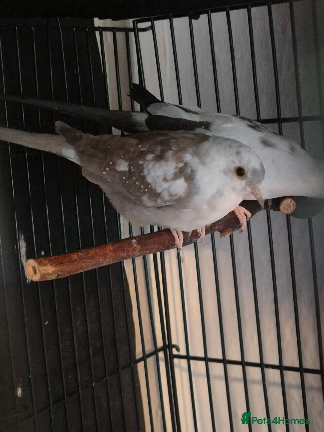 Doves birds for sale: Pied Pair of Daimond Doves  - Advert 1