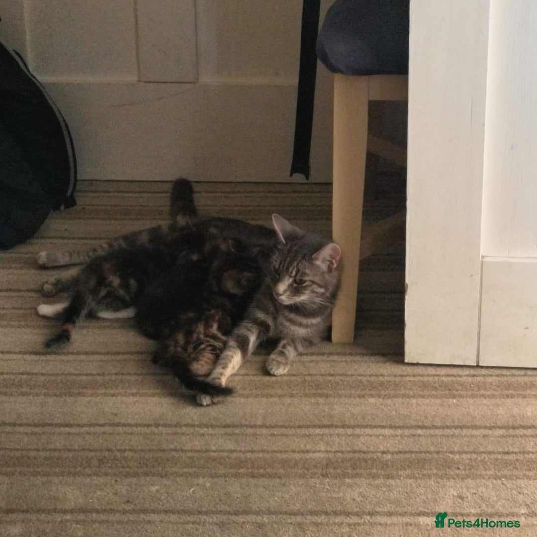 British Shorthair cats for sale: Beautiful little boy ready to go soon!  - Image 5