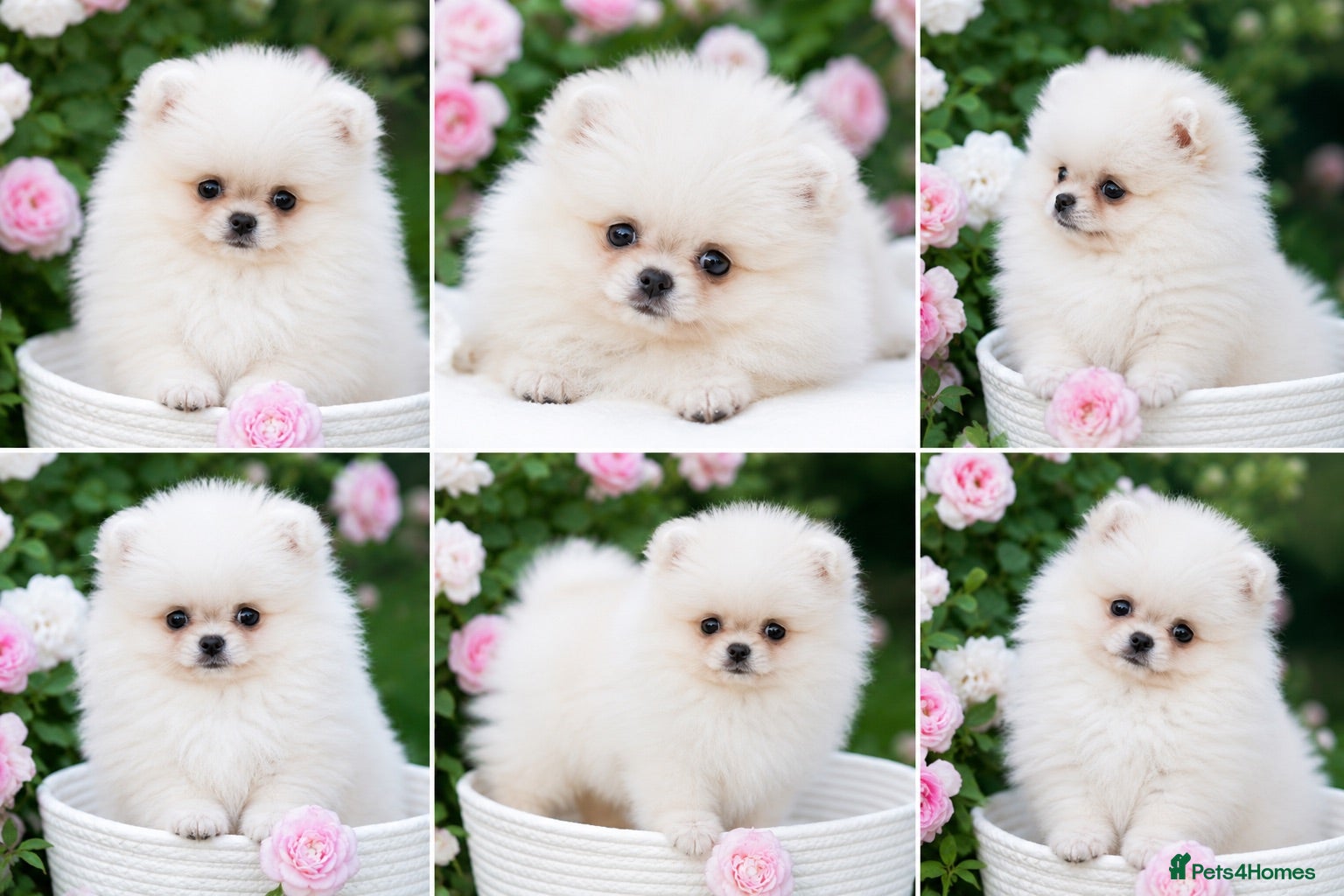 Pomeranian dogs CRYSTAL 💎  - Advert 13