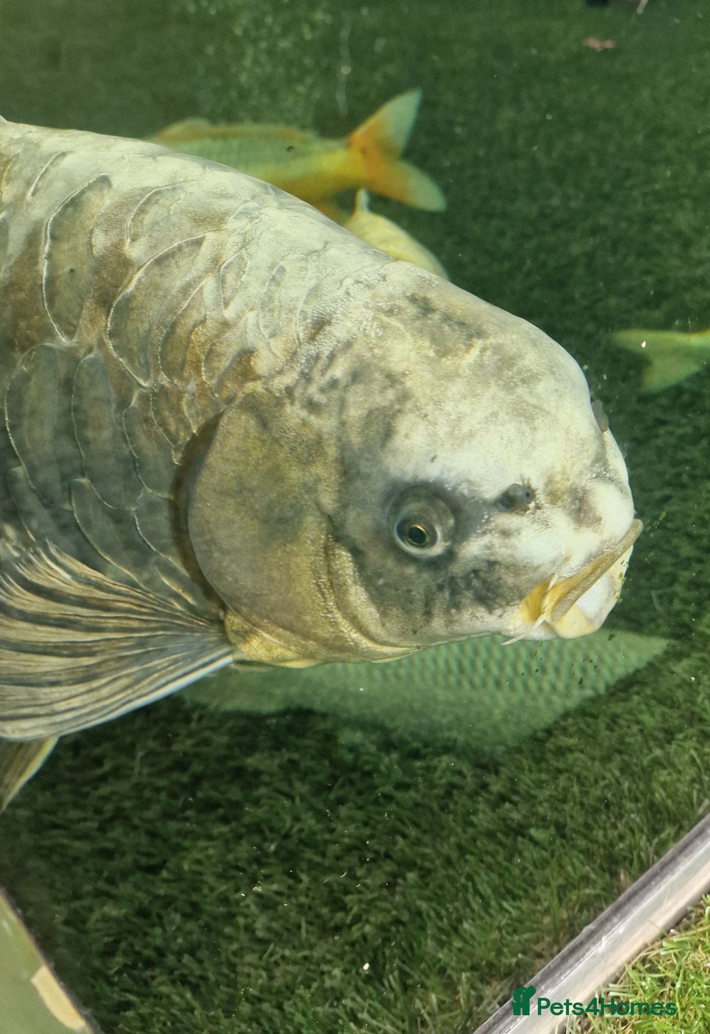 Koi Carp fish Large Koi Carp for Sale – Approx. 20"  - Advert 2