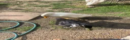 Ducks poultry for sale: Runner ducks for sale 4 months old - Advert 2