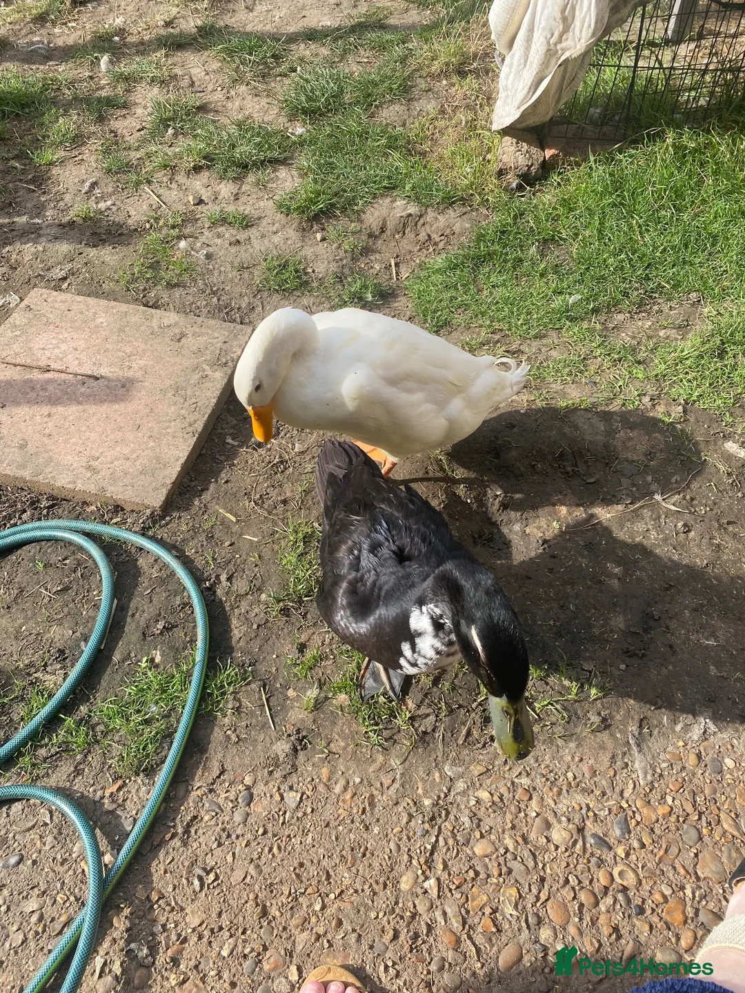 Ducks poultry for sale: Runner ducks for sale 4 months old - Advert 2