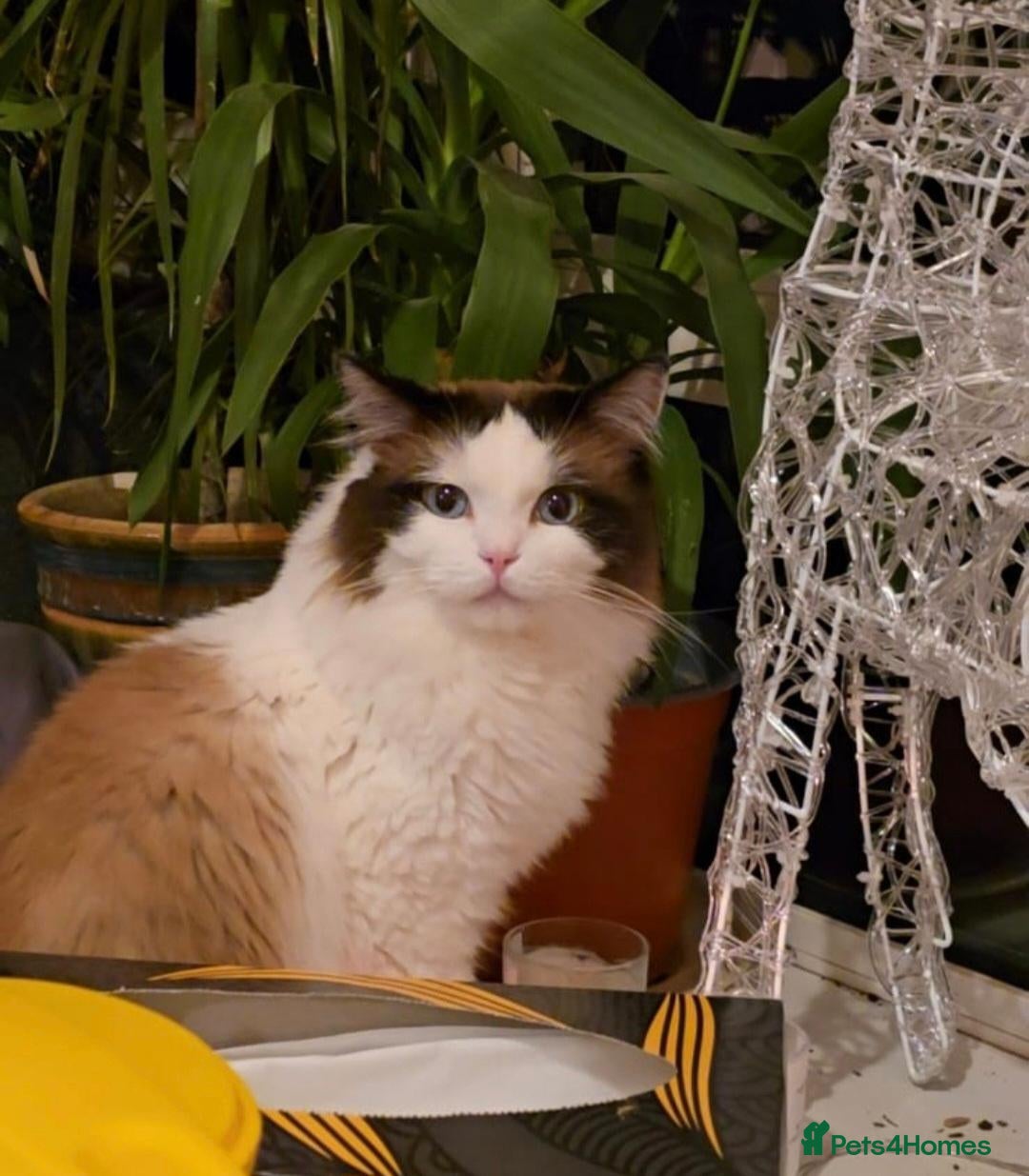 Ragdoll cats Stunning 4-Year-Old Blue-Eyed Male Ragdoll Cat - Advert 1