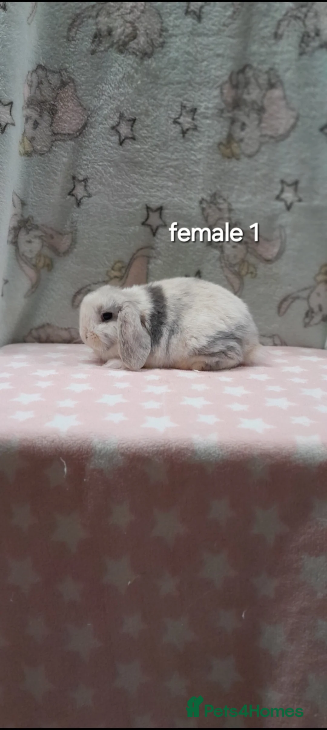 Mini Lop rabbits for sale: Purebred mini lop rabbits  - Advert 2